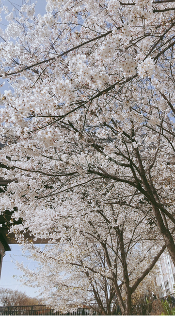 plant,식물,flower,꽃,blossom,벚꽃,봄,나무,tree