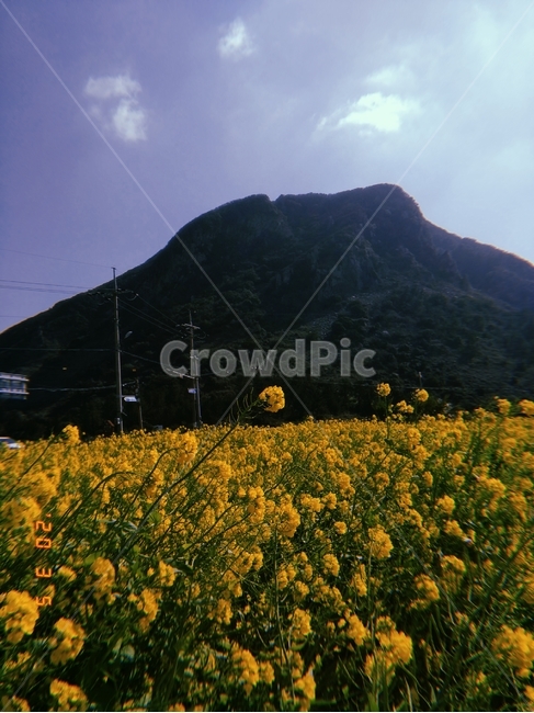 옥외,outdoors,grassland,field,nature,들,유채꽃,제주도