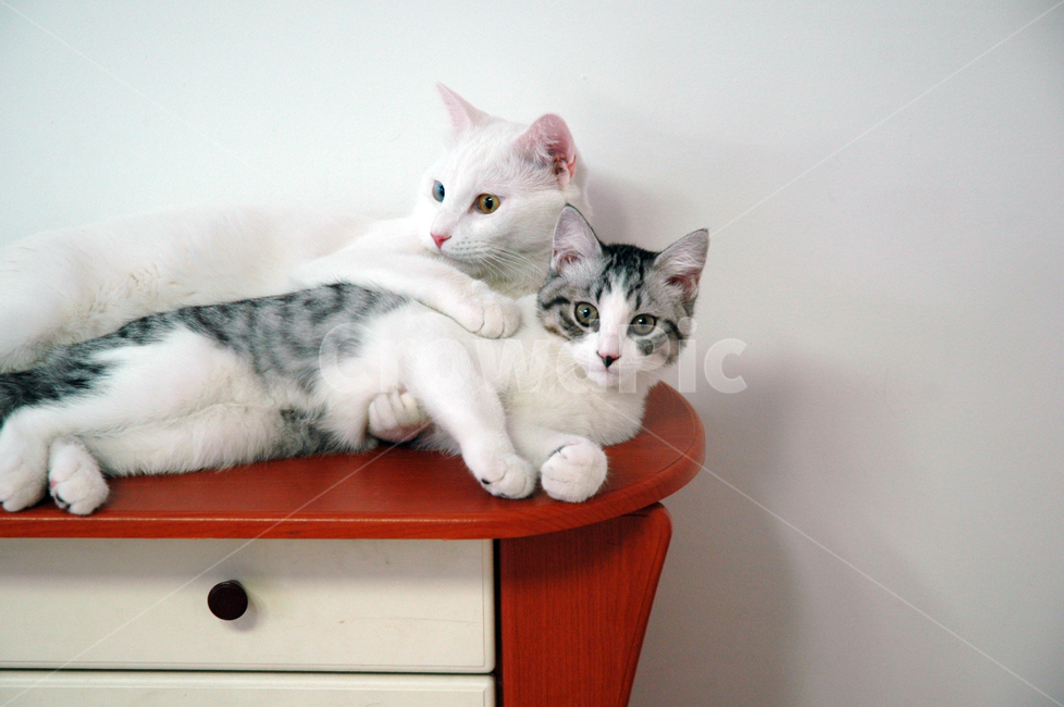고양이,냥냥이,귀여운고양이,고양이들,허그,껴안기,사이좋은,동물,animal,포유류,mammal,고양이,cat,kitten,kitty