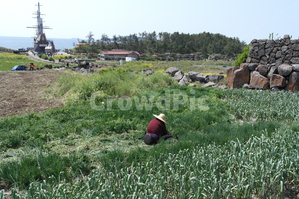 제주도,할머니,농촌,풍경,시골,농업,농사,agriculture,farming,farming industry