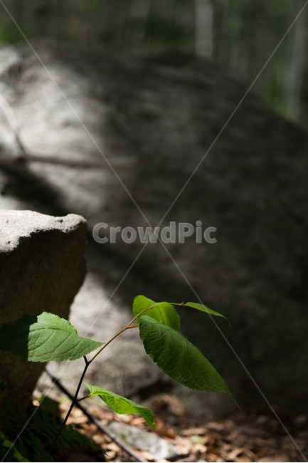 햇살,숲속,몽환,빛,생명,식물,자연,plants,nature