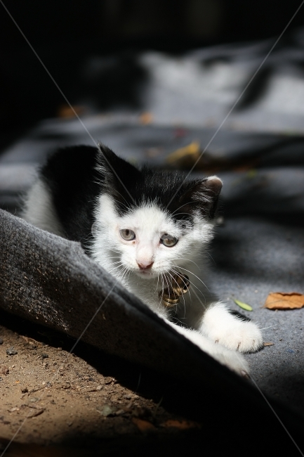 동물,animal,자연,nature,동물원,포유류,고양이,동물,animal,포유류,mammal,고양이,cat,kitten,kitty