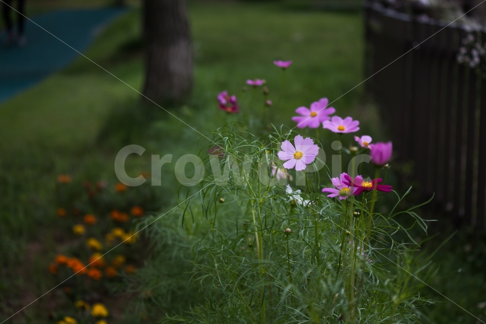 풍경,코스모스,꽃,자연,공원,거리,가을,계절,fall,autumn,season,식물,자연,plants,nature,꽃,flower,plant,geranium,제라늄,blossom