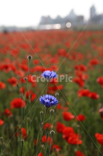 꽃,자연,flower,봄꽃,식물,식물,자연,plants,nature,꽃,flower