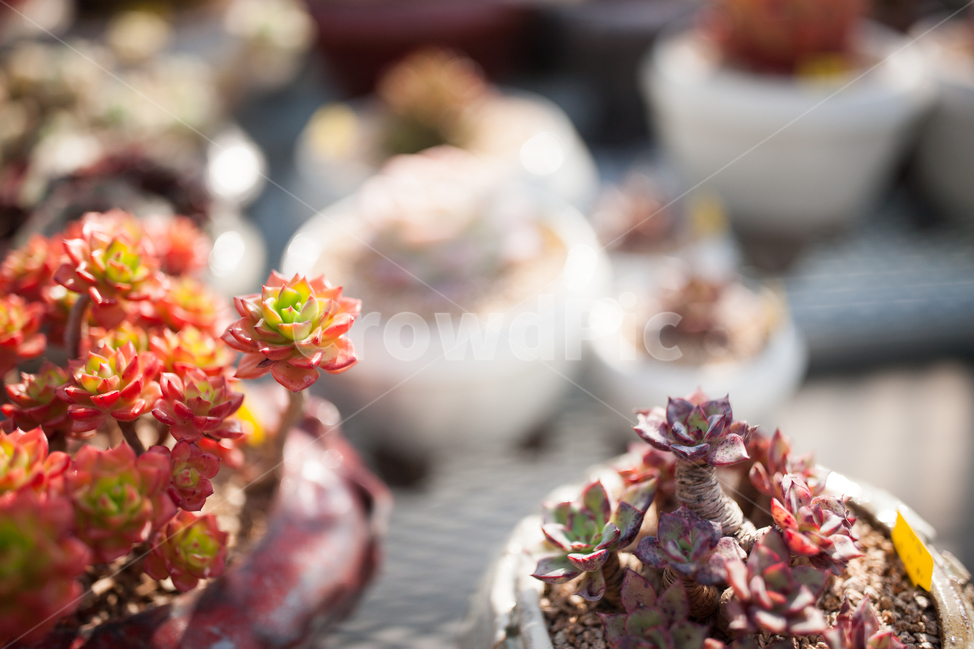 succulent,carnivorous plant,Cactus,plant,ornamental plant