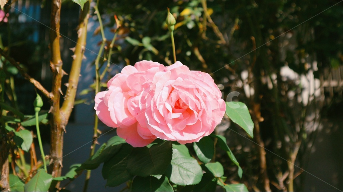 plant,식물,blossom,rose,장미,flower,꽃