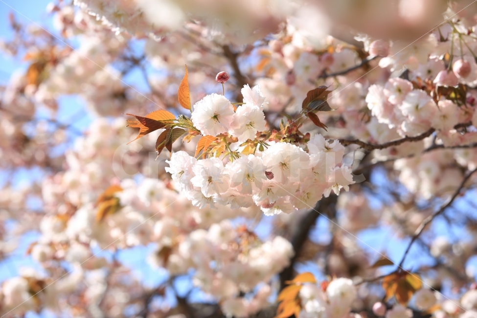 꽃,식물,배경,사진,벚꽃,풍경,색감,웹,식물,자연,plants,nature,봄,계절,spring,season,꽃,flower,plant,blossom