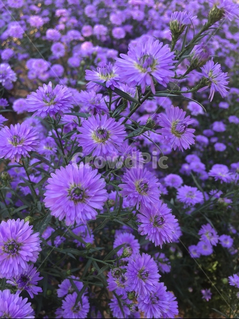 꽃,blossom,식물,flower,plant,보라색,식물,자연,plants,nature,꽃,flower