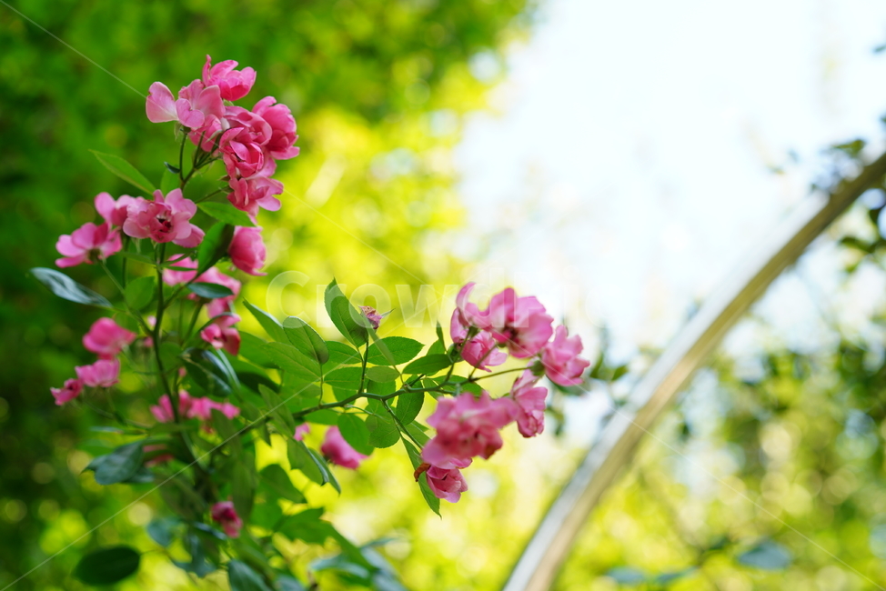 장미,꽃,플라워,식물,생물,생명,flower,plant,식물,자연,plants,nature,꽃,flower
