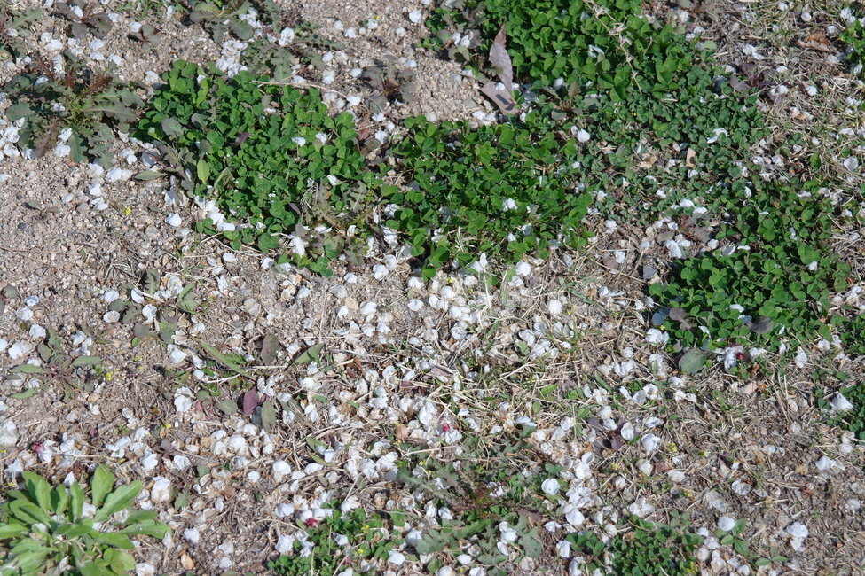 자연,풀,꽃잎,grass,봄