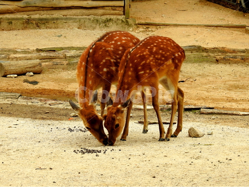 동물,사슴,짐승,animal,deer,동물,animal,포유류,mammal