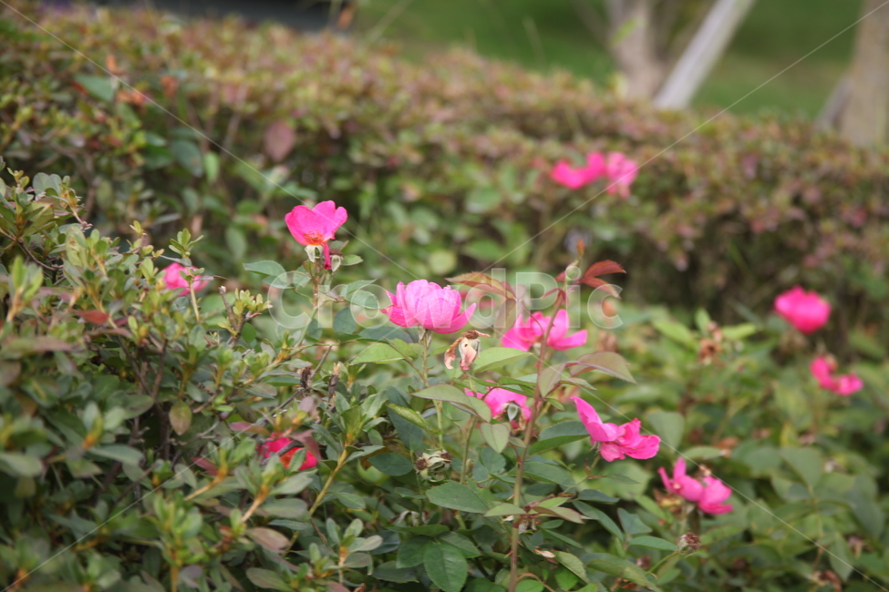 flower,꽃,식물,blossom,pink,식물,자연,plants,nature,꽃,flower