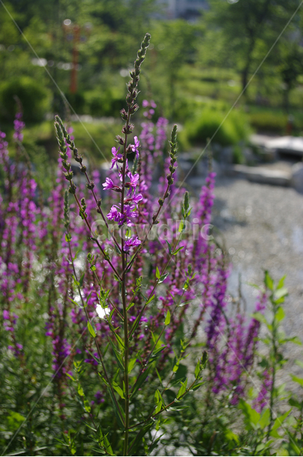 부처꽃,꽃,식물,flower,plant,식물,자연,plants,nature,꽃,flower