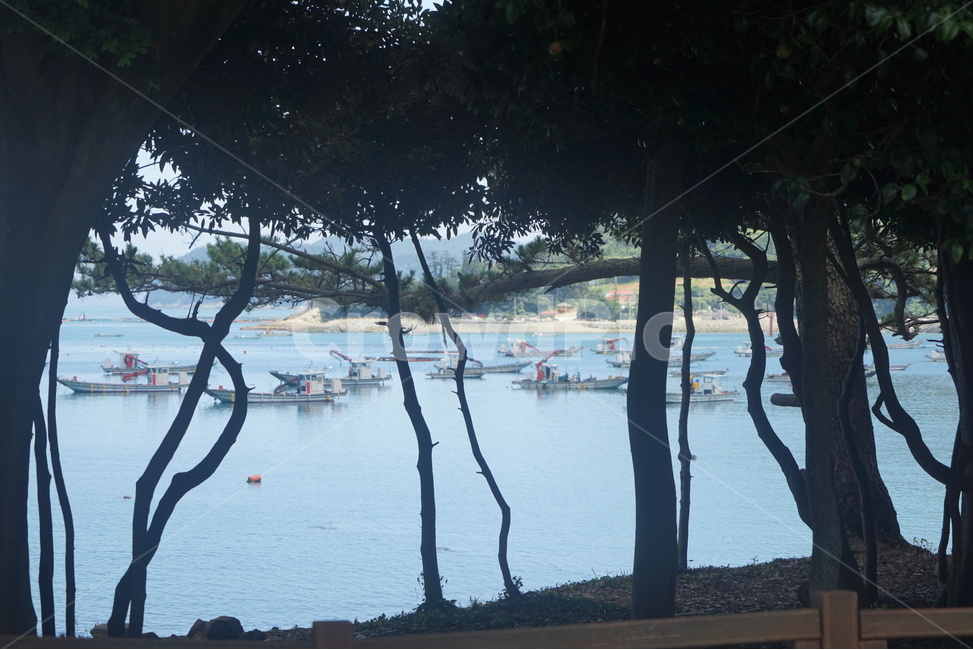 나무숲,바닷가,고깃배,나무,해안가,산업,industry,industrial,어업,fishery,fishing industry