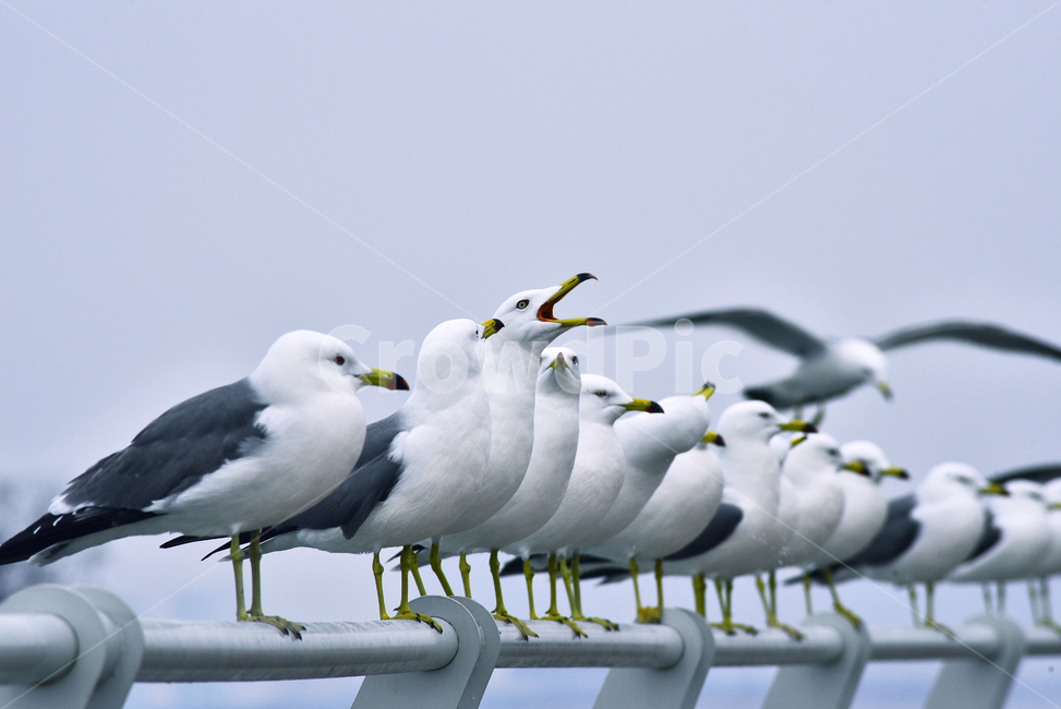 갈매기,조류,새,동물,bird,무리,앉다,날개,부리,난간,펜스,바닷가,항구,배경,바탕,백그라운드,야외,옥외,outdoor,seaside,shore,background,나란히,animal,seagull,동물,animal,조류,새,birds