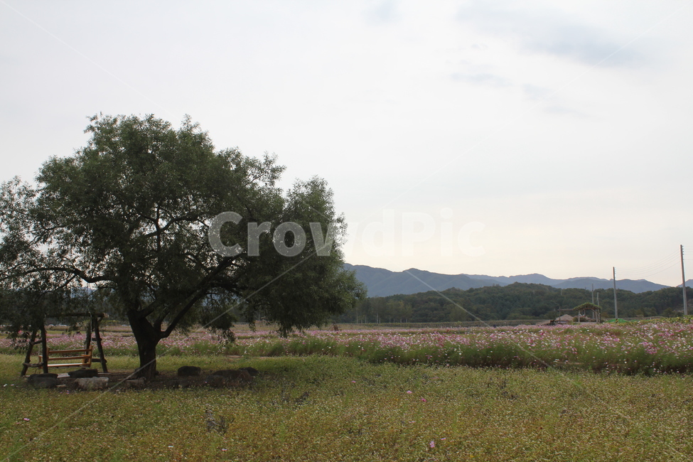 꽃,자연,풍경,아름다움,가을,경치,자연,풍경,nature,landscape,tree,나무,plant,식물,tree trunk,나무 줄기