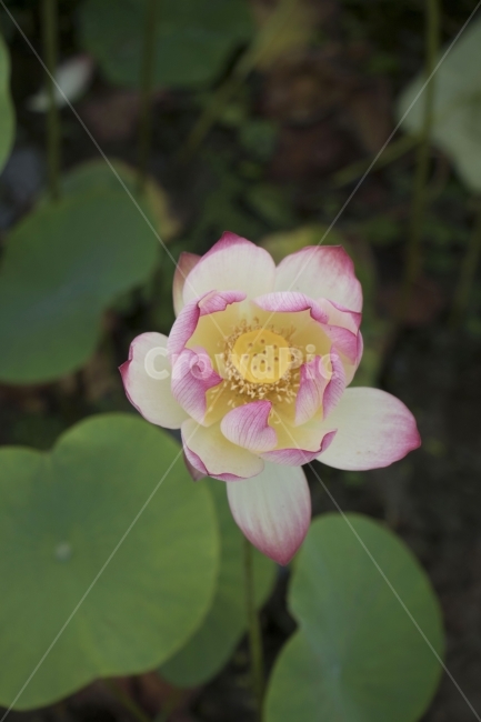 연꽃,연,연잎,수련,꽃,사진,단독사진,디자인,소스,포토,사진자료,배경,배경사진,백그라운드,한국,동양,아시아,전통,풍경,자연,환경,실외,낮,아침,식물,봉오리,꽃봉오리,잎,꽃잎,6월,7월,여름꽃,꽃밭,아웃포커스,접사,근접,여름,녹색,야외,연꽃밭,핑크,분홍,빨강,빨간색,하얀색,레드,화이트,식물,자연,plants,nature,꽃,flower