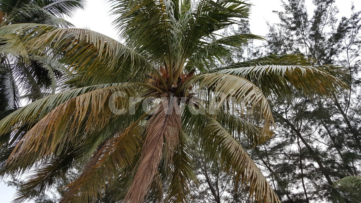 야자수,나무,식물,plant,palmtree,식물,자연,plants,nature