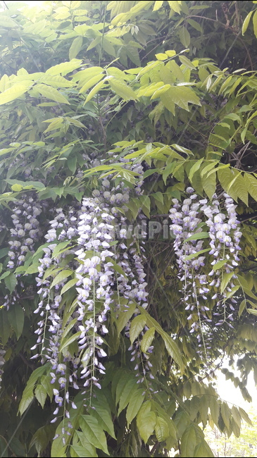 intoxicated with love,rattan,vine,Seonyudo Park,flower