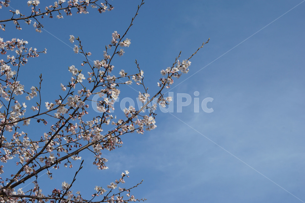 flower,blossom,공원,하늘,벚꽃,꽃,구름