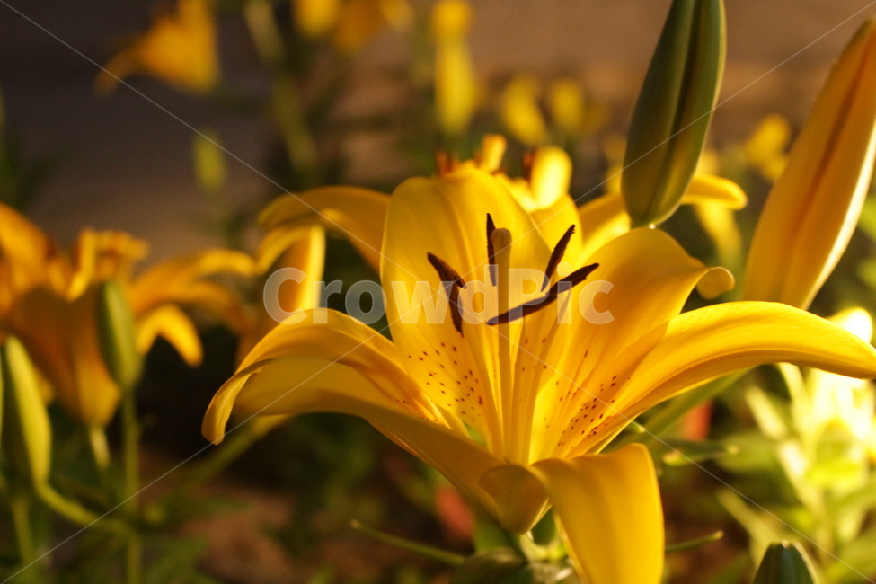 꽃,노랑,밤,조명,따스한,은은한,식물,식물,자연,plants,nature,꽃,flower