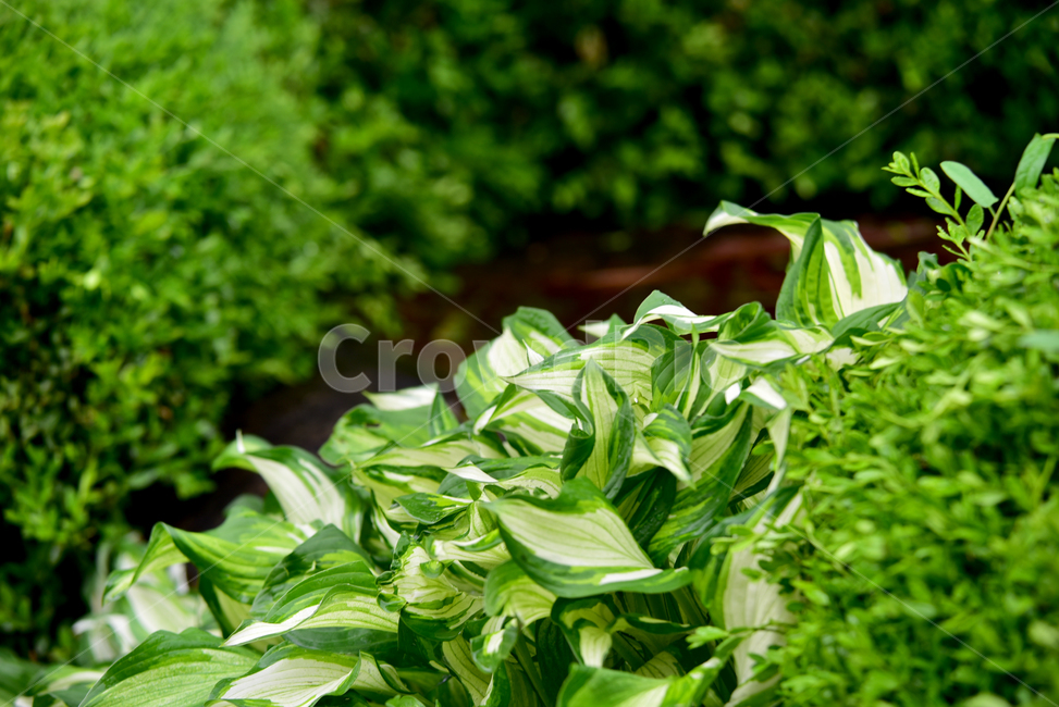 식물,화초,초록,자연,화단,plants