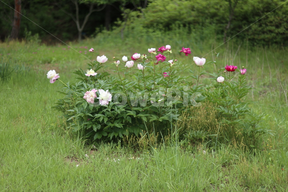 작약꽃,봄,풍경,꽃,맑음,식물,자연,plants,nature,꽃,flower