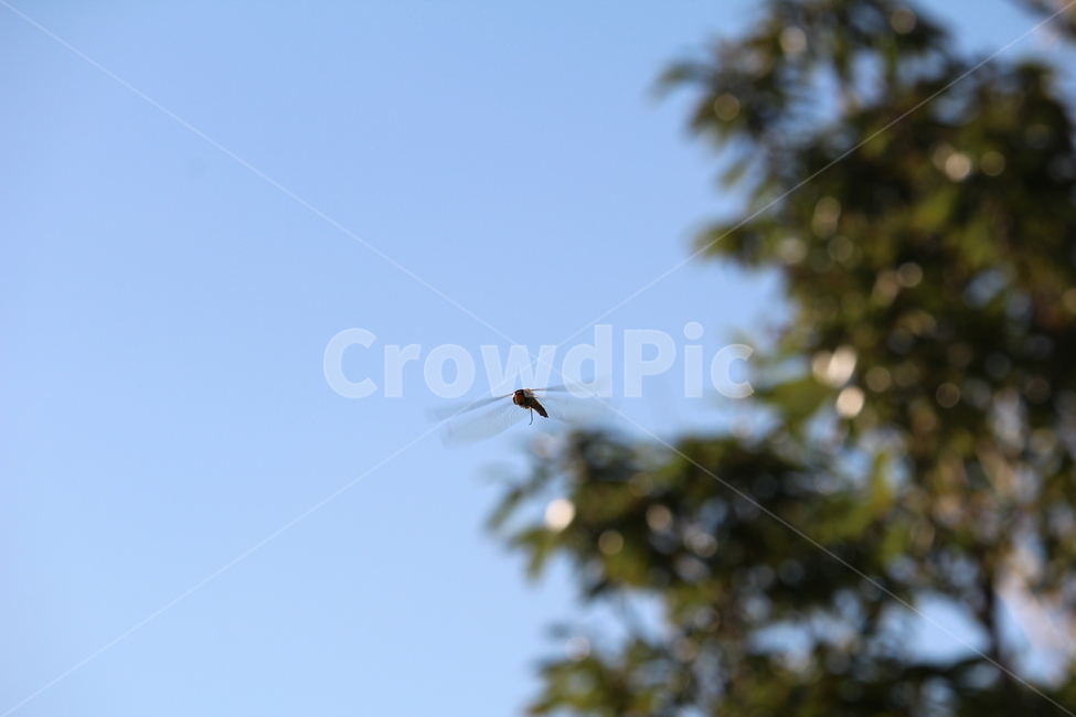 잠자리,고추잠자리,공원,여름,하늘,가을,동물,animal,곤충,벌레,insect,bug