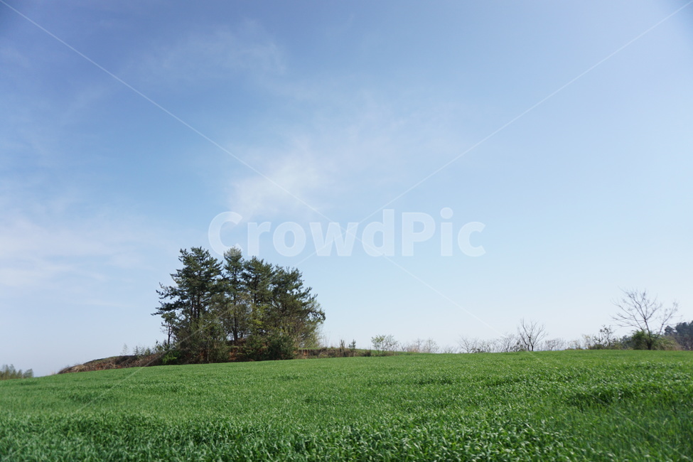 들판,평온함,하늘색,연두색,풀들,자연,풍경,nature,landscape,grass,잔디,plant,식물,field,들,outdoors,옥외,grassland,목초지