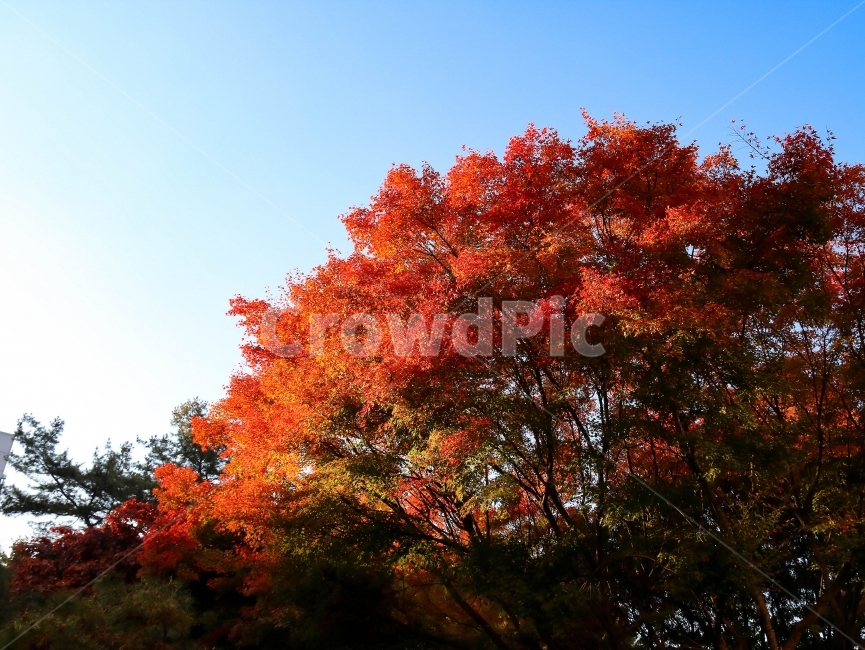 가을,단풍,나무,단풍놀이,단풍나무,가을,계절,fall,autumn,season,자연,풍경,nature,landscape,식물,plants,나무,trees,wood,plant,leaf,잎,tree,maple