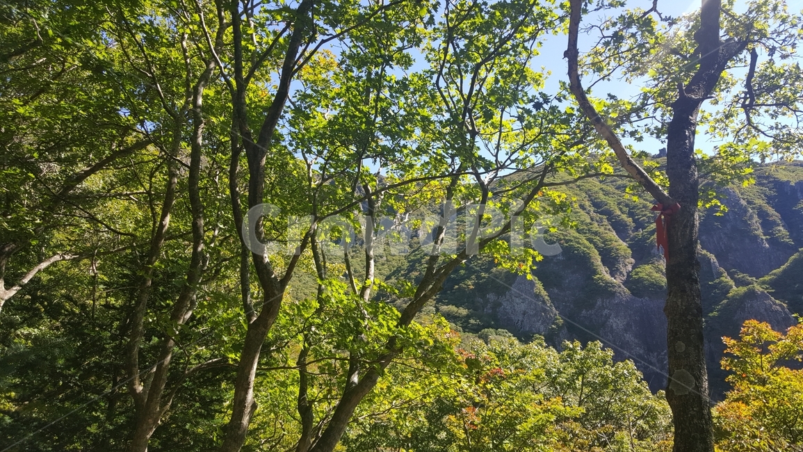 나무,산,햇살,자연풍경,여름산,푸른산,맑은하늘,힐링