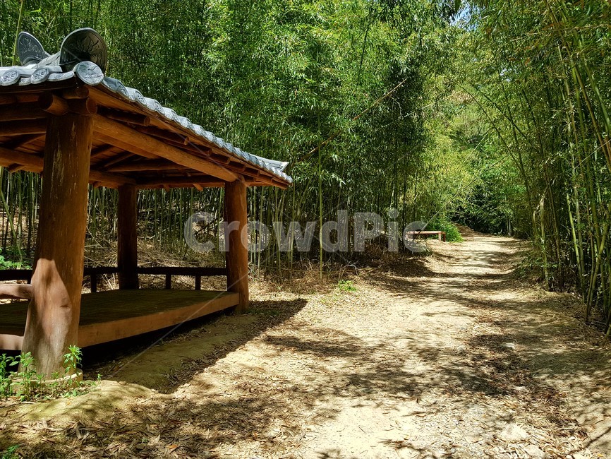 흙길,정자,대나무,숲,road,bamboo,dirtroad