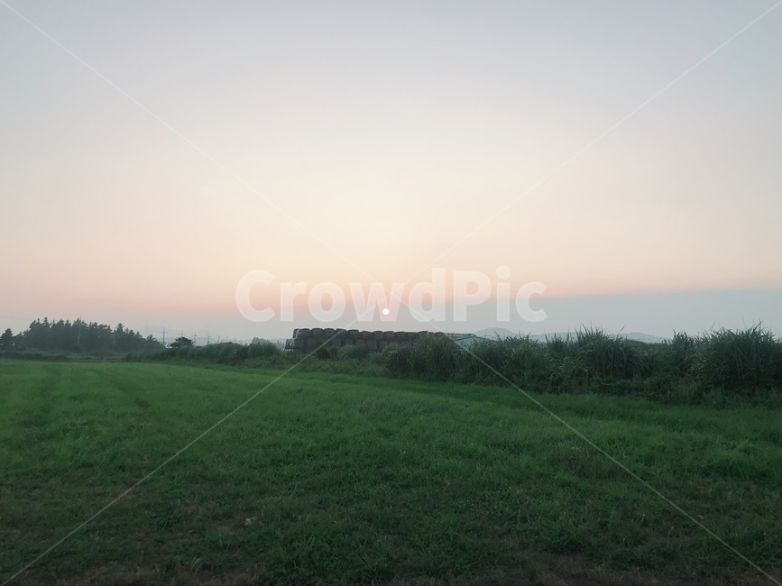 제주도,식물,잔디,자연,nature,풍경,감성,분위기