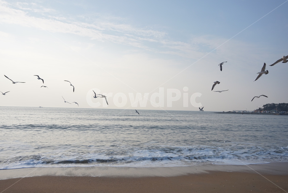 바다,풍경,해변,갈매기,겨울,휴가,아름다운,해,하늘,구름,해변,바다,beach,sea