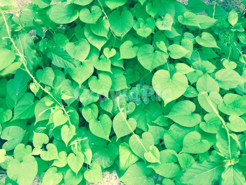 plant,식물,leaf,잎,하트식물,하트잎,하트