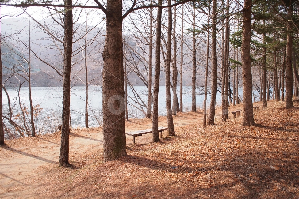겨울,남이섬,나무,적막함,벤치,강,숲,산책,겨울,계절,winter,season,자연,풍경,nature,landscape,한국자연풍경,한국자연경관,korea nature landscape,식물,plants,나무,trees,wood,tree,plant,tree trunk,나무 줄기,ground,바닥