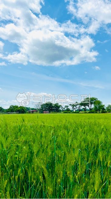blue sky,greenfield,green barley field,nature,bluesky,color of spring,Horogoru Castle