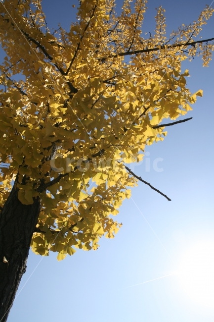 가을,은행,은행나무,나무,자연,맑음,하늘,식물,자연,plants,nature,가을,계절,fall,autumn,season,tree,plant,tree trunk,나무 줄기,leaf,잎