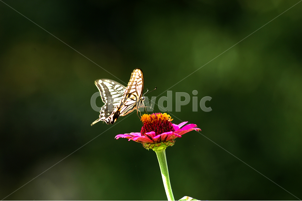 동물,식물,꽃,백일홍,나비,식물,자연,plants,nature,꽃,flower,동물,animal,곤충,벌레,insect,bug