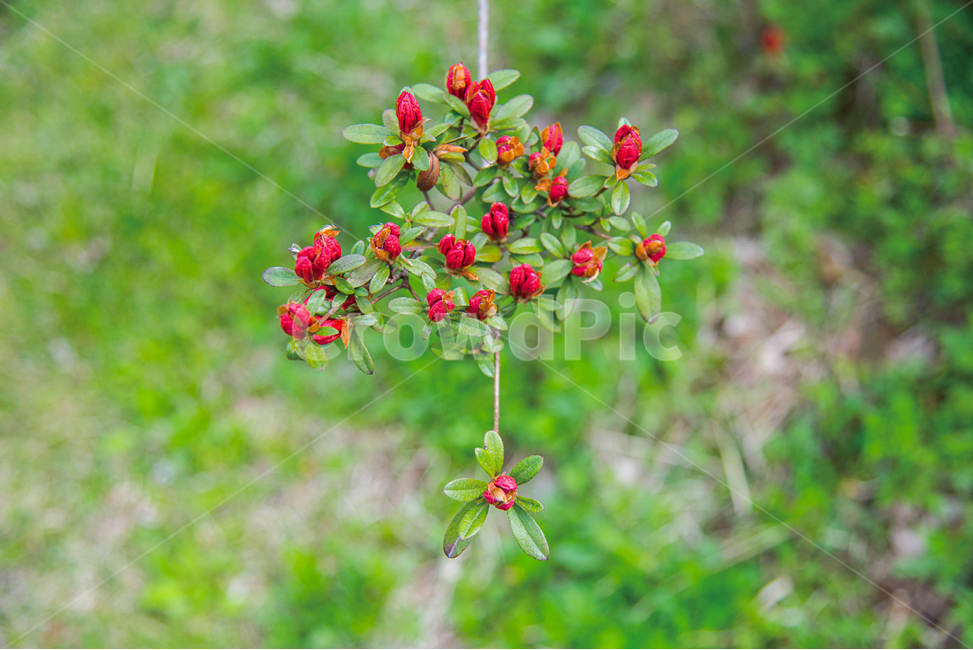 봄,봄꽃,꽃,식물,꽃밭,정원,가든,가드닝,spring,flower,식물,자연,plants,nature,꽃,flower