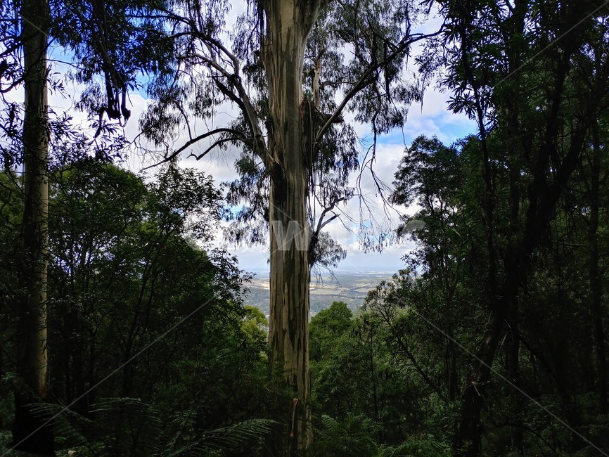 숲,밀림,나무,울창함,정글,forest,trees,jungle,숲속,초록
