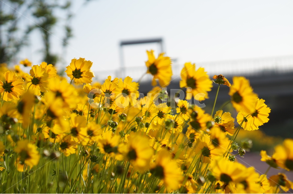 금계국,노랑,봄,빛,아침,풍경,식물,자연,plants,nature,꽃,flower