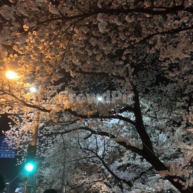 벚꽃,봄,밤꽃,무심천,봄꽃