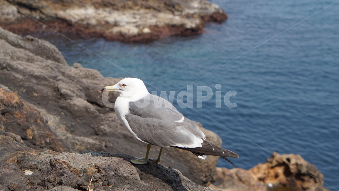울릉도,독도,animal,동물,bird,새,seagull,갈매기,바다,해변,감성,조류,새,birds