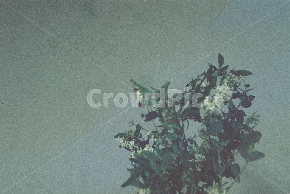 식물,필름,필름카메라,유칼립투스,조팝나무,식물,자연,plants,nature,꽃,flower