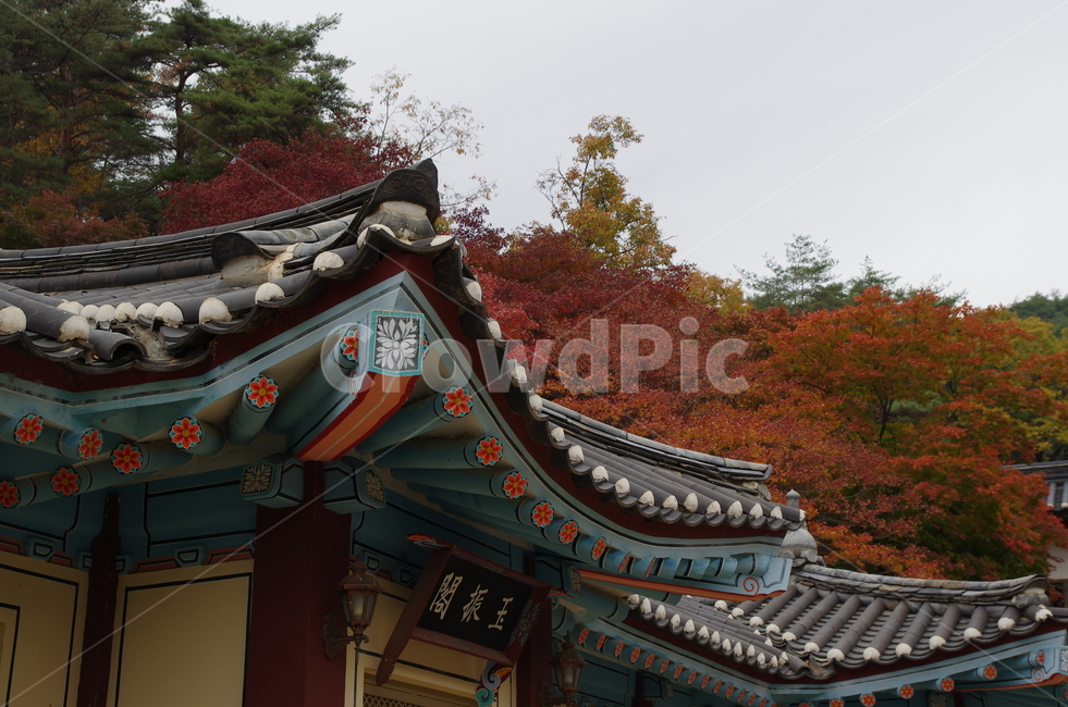 도산서원,안동단풍,도산서원단풍,안동,경북안동,가을,계절,fall,autumn,season,한국전통,한국문화,korean traditional,korean culture,건축물,건물외관,exterior,building,structure,architecture,construction