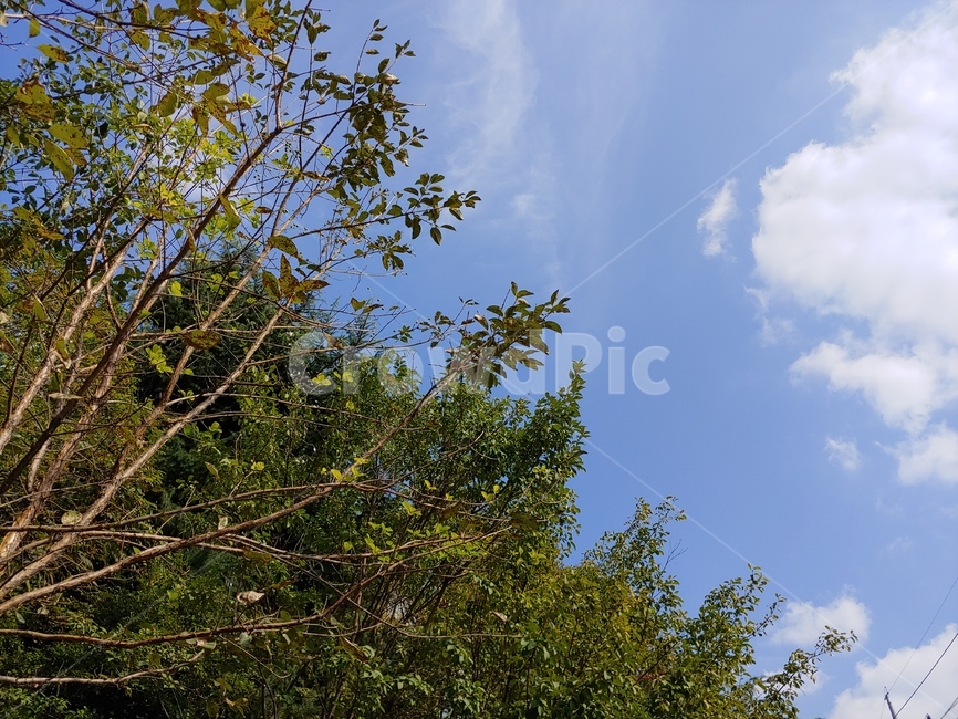tree,나무,plant,식물,하늘,자연,풍경,nature,landscape