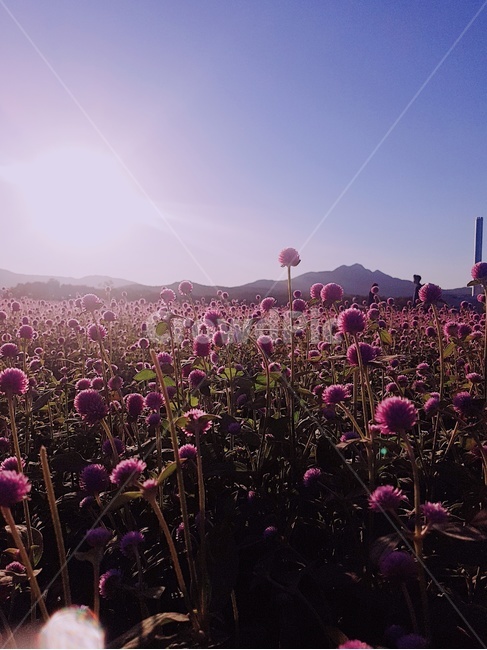 천일홍,축제,꽃,가을꽃,가을
