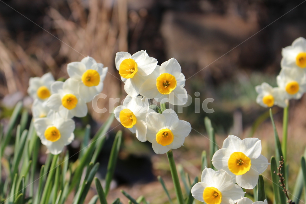 식물,꽃,노랑,하얀,plant,flower,blossom,yellow,white,식물,자연,plants,nature,꽃,flower