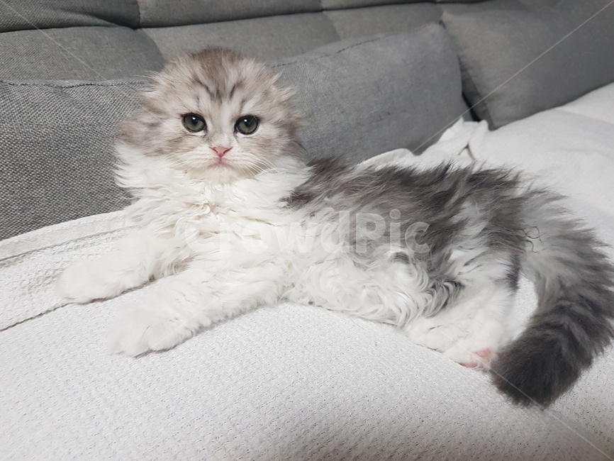 분위기,애완동물,고양이새끼,침상,mammal